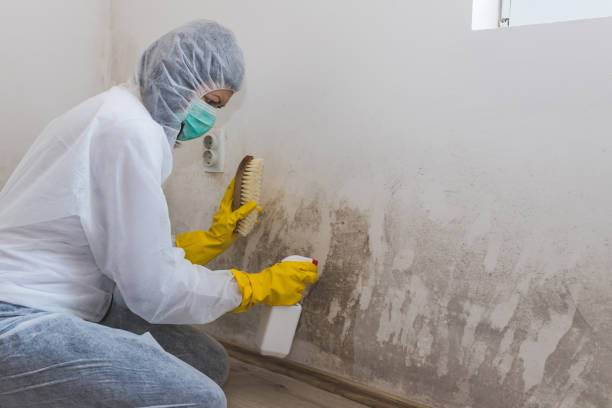Best Mold Testing and Removal  in Tyndall Af, FL