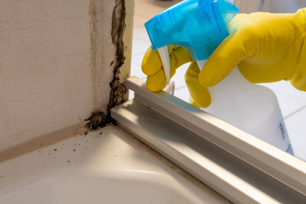 Best Emergency Mold Removal  in Tyndall Af, FL