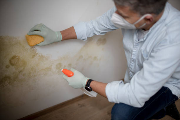 Best Commercial Mold Removal  in Tyndall Af, FL