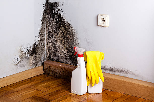 Best Emergency Mold Removal  in Tyndall Af, FL