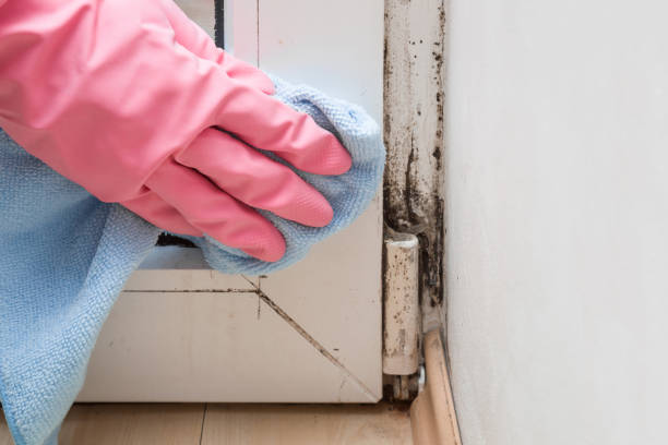 Best Crawl Space Mold Removal  in Tyndall Af, FL